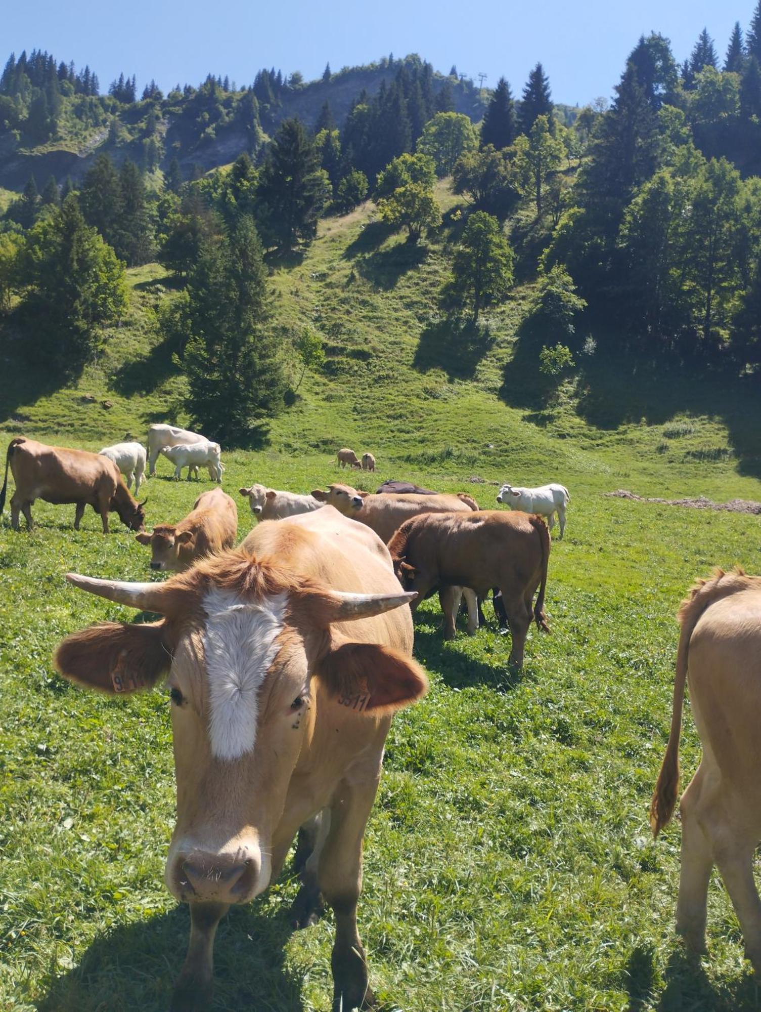 Le Gite Du Val Flumet Exteriör bild